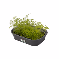 elho 8711904194307 accessorio per vaso