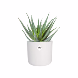 elho 8711904229252 vaso da fiori Bianco Plastica - Vista aggiuntiva 5