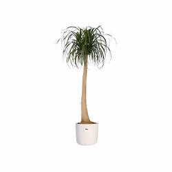 elho 8711904229344 vaso da fiori Bianco Plastica
