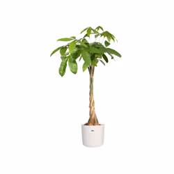 elho 8711904229610 vaso da fiori Bianco Plastica - Vista aggiuntiva 4