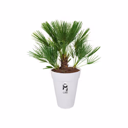 elho loft urban round high 28 Esterno Vaso a cubo Libera installazione Polipropilene (PP) Bianco