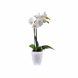 elho Coprivaso per orchidea 12,5 cm bianco