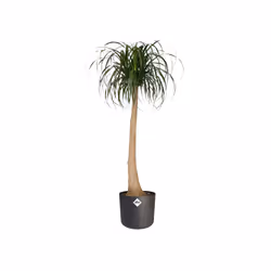 elho 8711904233549 vaso da fiori Nero Plastica