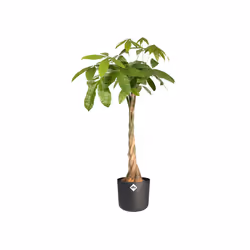 elho b.for soft round 22cm Interno Vaso a cubo Libera installazione Polipropilene (PP) Antracite - Vista aggiuntiva 4