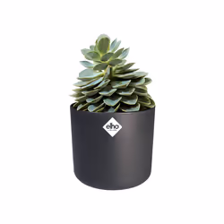 elho b.for soft round 22cm Interno Vaso a cubo Libera installazione Polipropilene (PP) Antracite - Vista aggiuntiva 5