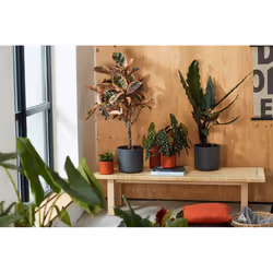 elho b.for soft round 22cm Interno Vaso a cubo Libera installazione Polipropilene (PP) Antracite - Vista aggiuntiva 6