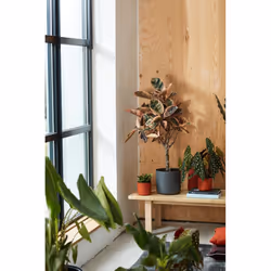 elho b.for soft round 22cm Interno Vaso a cubo Libera installazione Polipropilene (PP) Antracite - Vista aggiuntiva 7