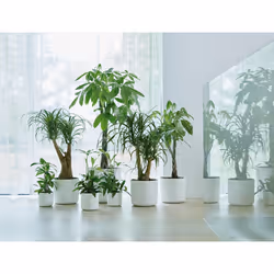 elho b.for soft round 35cm Interno Vaso a cubo Libera installazione Polipropilene (PP) Bianco - Vista aggiuntiva 5