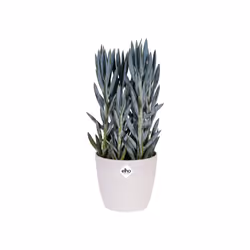 elho brussels diamond round 25cm Interno Vaso a cubo Libera installazione Polipropilene (PP) Bianco - Vista aggiuntiva 4