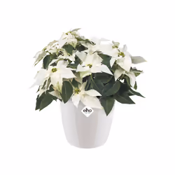 elho brussels diamond round 25cm Interno Vaso a cubo Libera installazione Polipropilene (PP) Bianco - Vista aggiuntiva 5