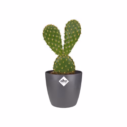 elho 8711904274504 vaso da fiori Nero Plastica
