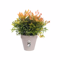 elho 8711904282035 vaso da fiori Grigio Plastica