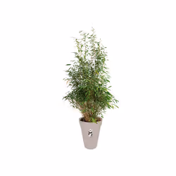 elho loft urban round high 35 Esterno Vaso a cubo Libera installazione Polipropilene (PP) Grigio