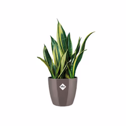 elho 8711904283827 vaso da fiori Grigio Plastica