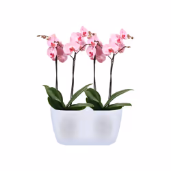elho Coprivaso doppio per orchidea 25 cm trasparente