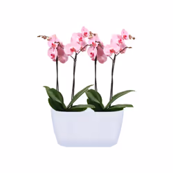 elho Coprivaso doppio per orchidea 25 cm bianco