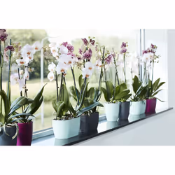 elho Coprivaso doppio per orchidea 25 cm ciliegia