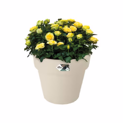 elho green basics top planter 47cm Esterno Vaso a cubo Libera installazione Polipropilene (PP) Bianco