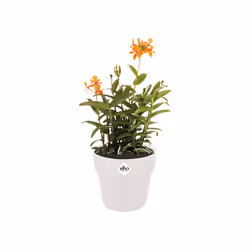 elho 8711904317041 vaso da fiori Bianco Plastica