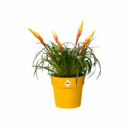 elho 8711904331252 vaso da fiori Giallo Plastica