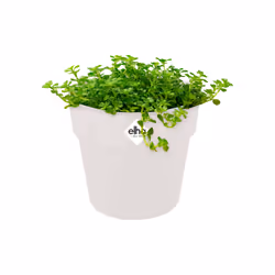elho 8711904331313 vaso da fiori Bianco Plastica