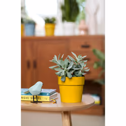 elho 8711904331450 vaso da fiori Giallo Plastica - Vista aggiuntiva 6