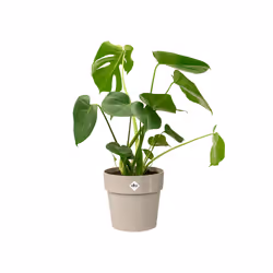 elho 8711904331467 vaso da fiori Grigio Plastica