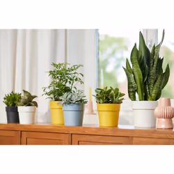 elho 8711904331535 vaso da fiori Bianco Plastica - Vista aggiuntiva 6