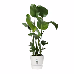 elho 8711904332259 vaso da fiori Bianco Plastica - Vista aggiuntiva 5