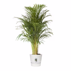elho 8711904332273 vaso da fiori Bianco Plastica - Vista aggiuntiva 4