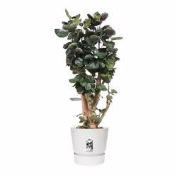 elho 8711904332273 vaso da fiori Bianco Plastica - Vista aggiuntiva 5