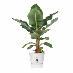 elho 8711904332280 vaso da fiori Bianco Plastica - Vista aggiuntiva 5