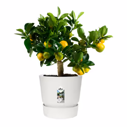 elho 8711904332280 vaso da fiori Bianco Plastica - Vista aggiuntiva 6
