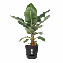 elho 8711904332334 vaso da fiori Nero Plastica