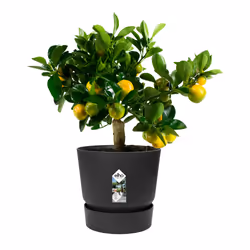 elho 8711904332334 vaso da fiori Nero Plastica - Vista aggiuntiva 6