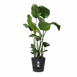 elho 8711904332358 vaso da fiori Nero Plastica - Vista aggiuntiva 4