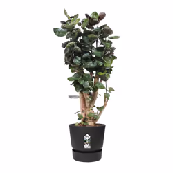 elho 8711904332389 vaso da fiori Nero Plastica