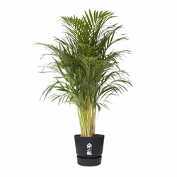 elho 8711904332389 vaso da fiori Nero Plastica - Vista aggiuntiva 4