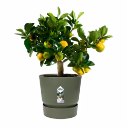 elho 8711904332433 vaso da fiori Verde Plastica - Vista aggiuntiva 5