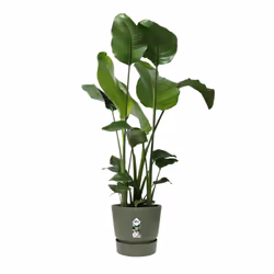 elho 8711904332457 vaso da fiori Verde Plastica - Vista aggiuntiva 5