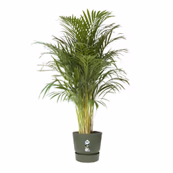 elho 8711904332471 vaso da fiori Verde Plastica - Vista aggiuntiva 5