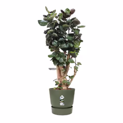 elho 8711904332488 vaso da fiori Verde Plastica