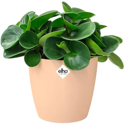 Elho Vaso per piante "Brussels" Rotondo Plastica Riciclata Sottovaso Rotondo Balcone Davanzale Finestra Varie Misure & Colori nude/1,4 Liter (de)