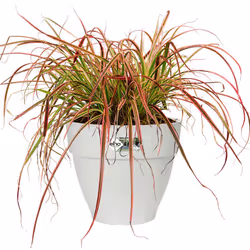 Regalate il giusto spazio alle vostre piante! Decorativa, robusta e riciclabile: La fioriera dal design elegante è realizzata ...