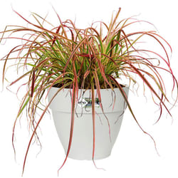 Elho - Vaso per piante 'vibia campana' Bianco Rotondo Plastica Riciclata Sottovaso Rotondo/Ovale Balcone Davanzale Finestra Varie Misure rund/11,3