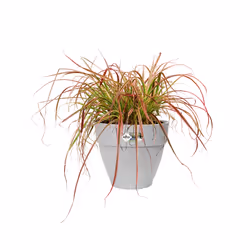 elho 8711904333294 vaso da fiori Grigio Plastica