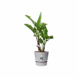 elho 8711904345839 vaso da fiori Grigio Plastica