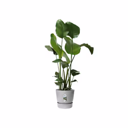 elho 8711904345839 vaso da fiori Grigio Plastica - Vista aggiuntiva 4