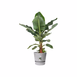 elho 8711904345839 vaso da fiori Grigio Plastica - Vista aggiuntiva 5