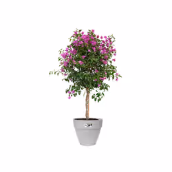 elho 8711904346409 vaso da fiori Grigio Plastica